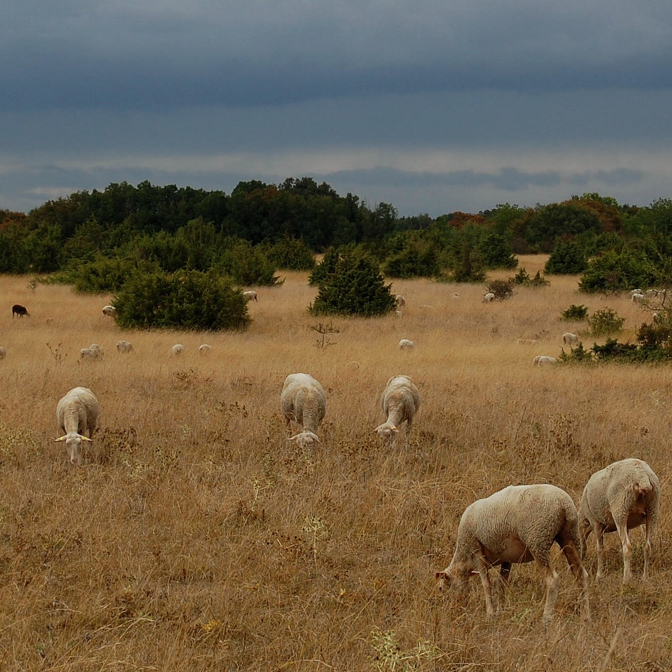 Les Chaumes de la Périsse, Cher (18), site préservé par le Conservatoire d'espaces naturels Centre-Val de Loire