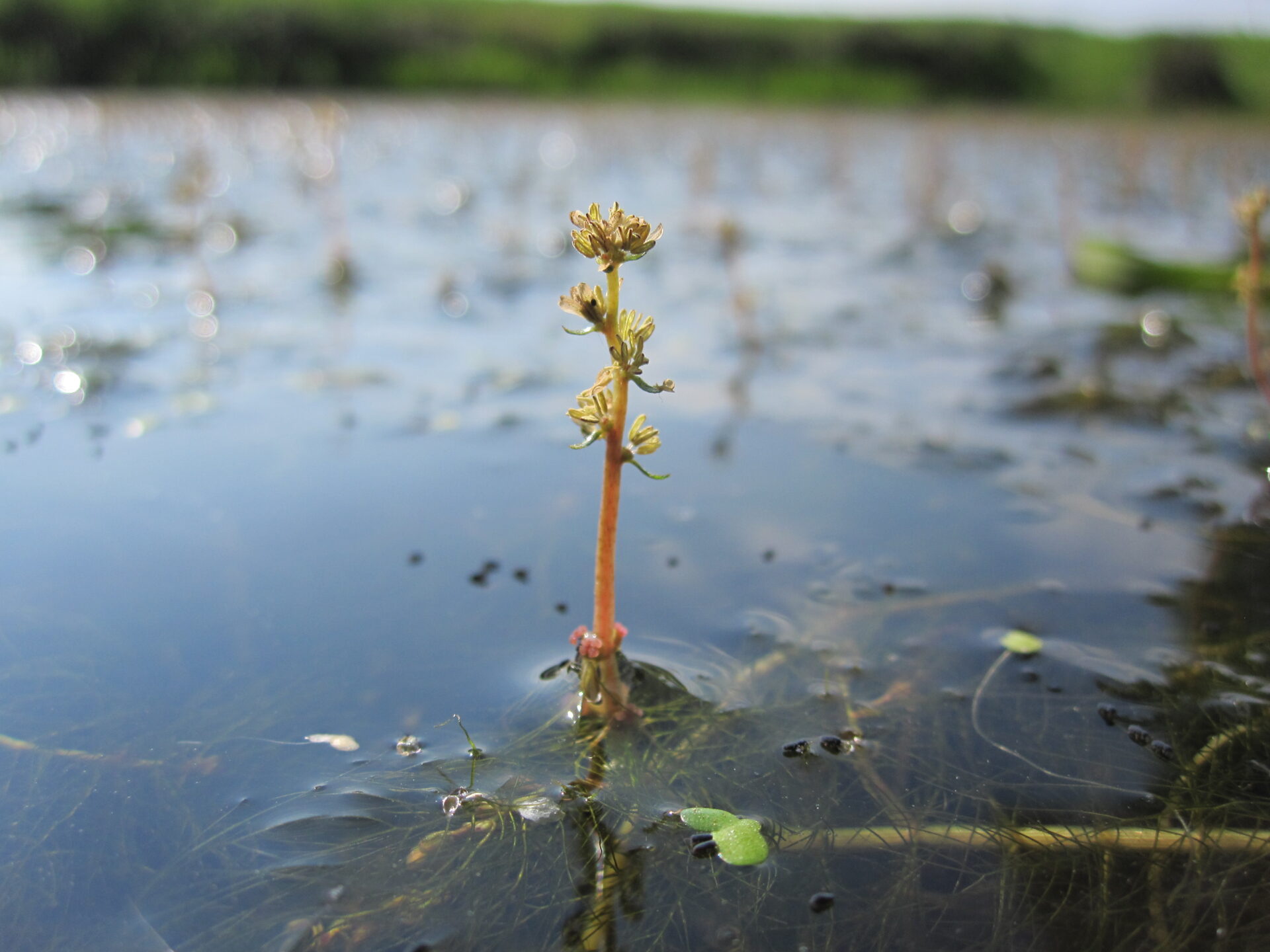 Myriophyle à feuilles alternes