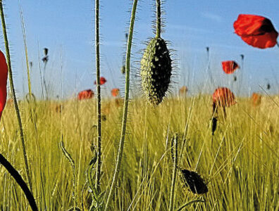 Champs de coquelicots