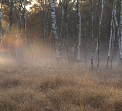 La Tourbière des Landes, zone humide.
