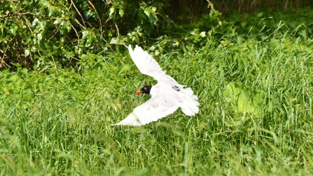 Mouette mélanocéphale, équipée d'une balise.