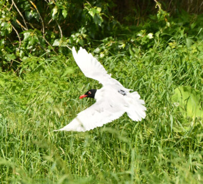Mouette mélanocéphale, équipée d'une balise.
