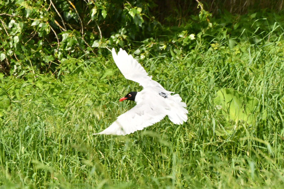 Mouette mélanocéphale, équipée d'une balise.
