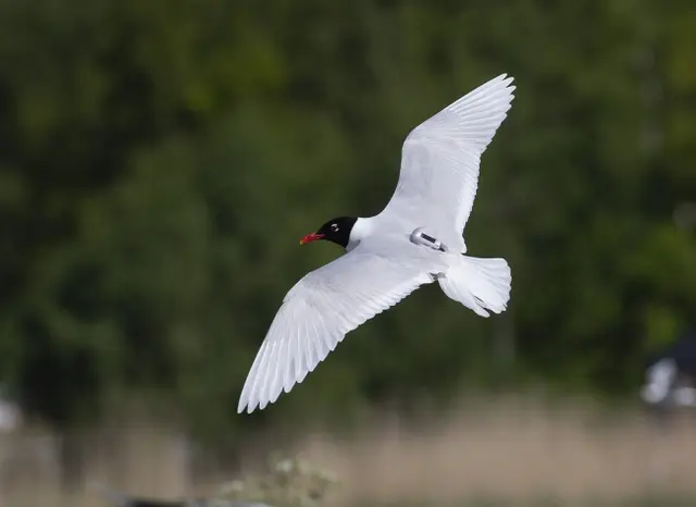 Mouette mélanocéplale en plein envol.