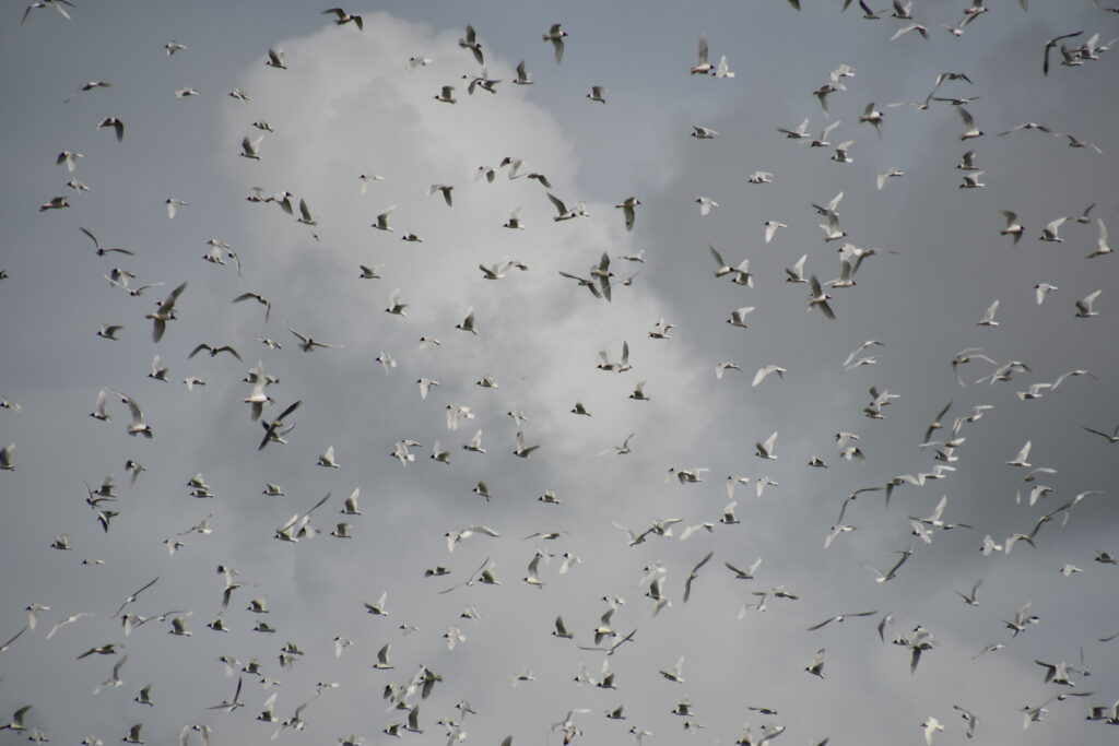 Colonie de mouettes mélanocéphales.