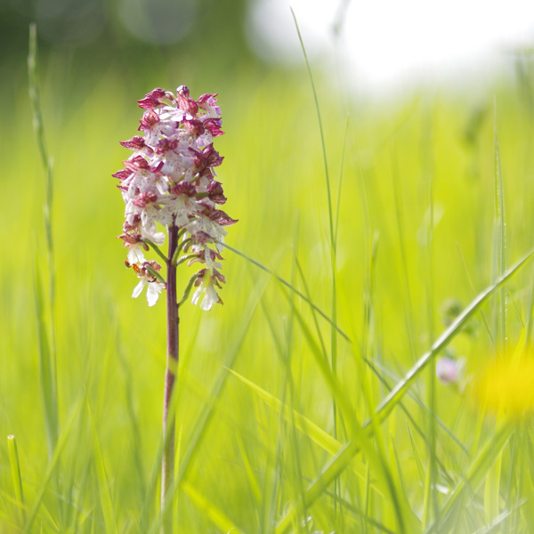 Orchis pourpre
