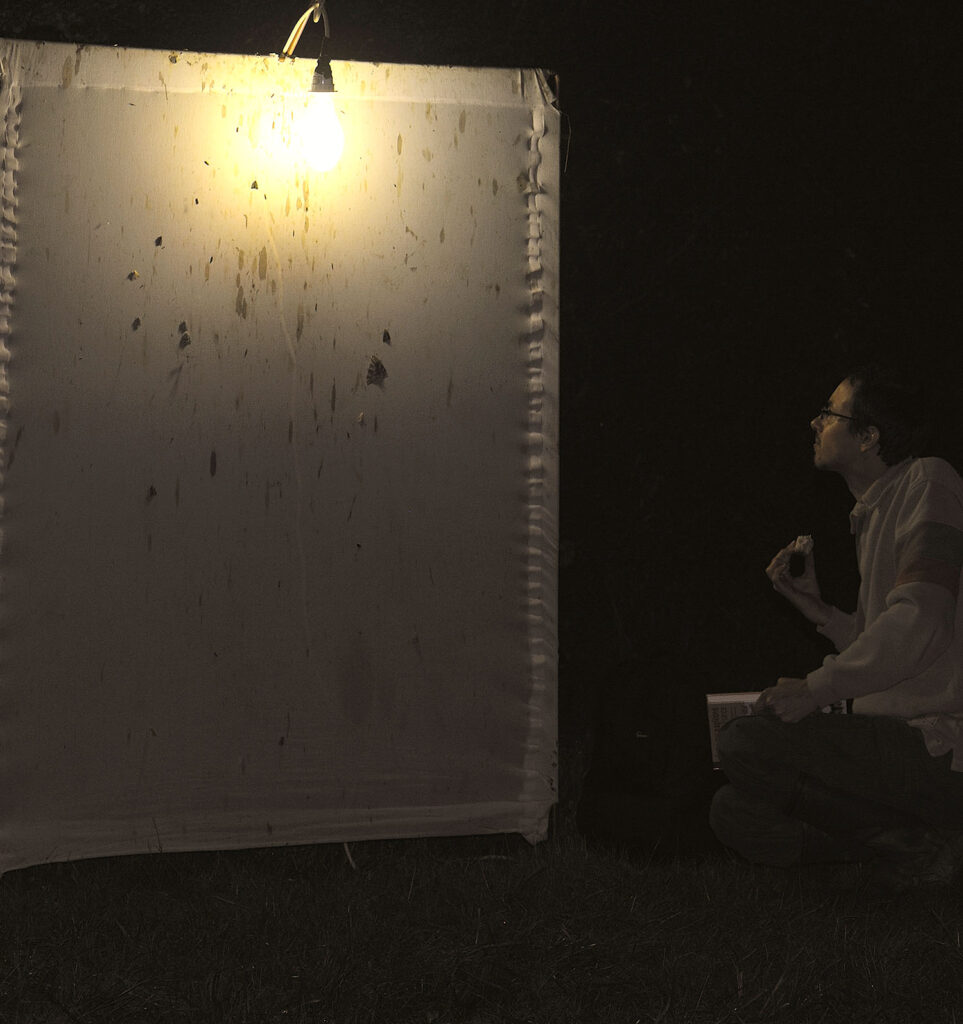 Chasse nocturne de papillons de nuit (heterocères).