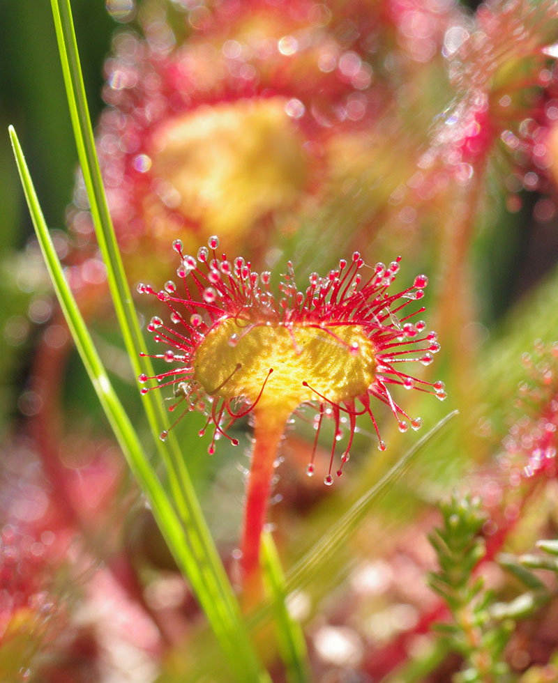 Drosera à feuilles rondes