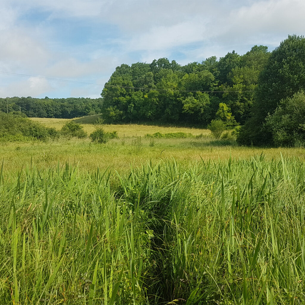 Vallée des Ardouzes, Dordives (45).