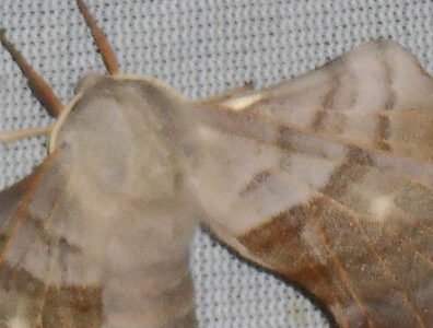 Papillon de nuit (hétérocère) pour le Quarry Life Award.