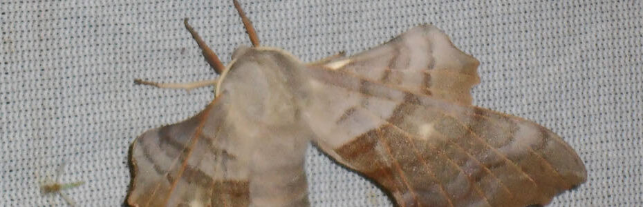 Papillon de nuit (hétérocère) pour le Quarry Life Award.