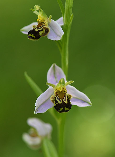 Ophrys_Apifera-AbeilleMQ Crédit photo © Martial Queyrie