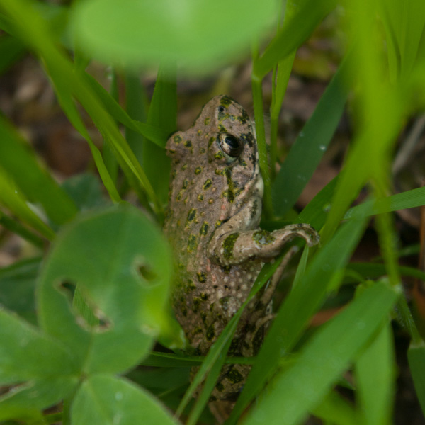 Pélodyte ponctué dans les hautes herbes.
