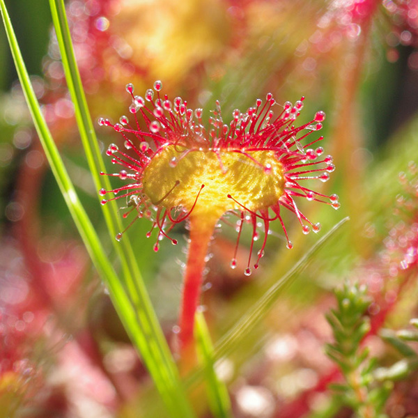 Drosera à feuilles rondes