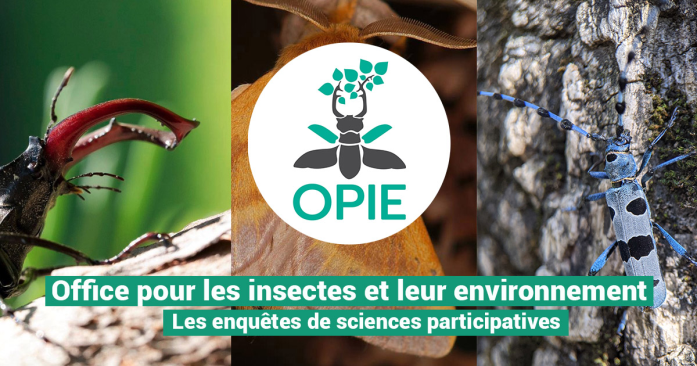 les enquêtes de l'OPIE - office pour les insectes et leur environnement