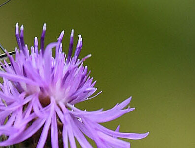 Le logo « restaurer la nature » à droite de l'image. À gauche, un papillon sur une fleur violette.