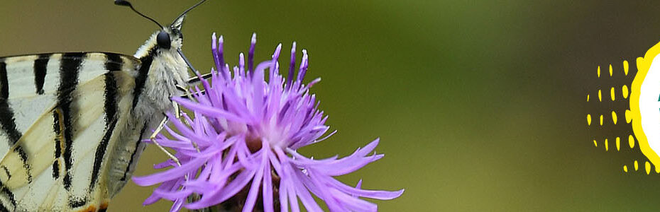 Le logo « restaurer la nature » à droite de l'image. À gauche, un papillon sur une fleur violette.