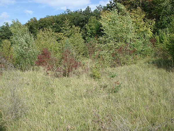 Pelouses sèches d'Eure-et-Loir.