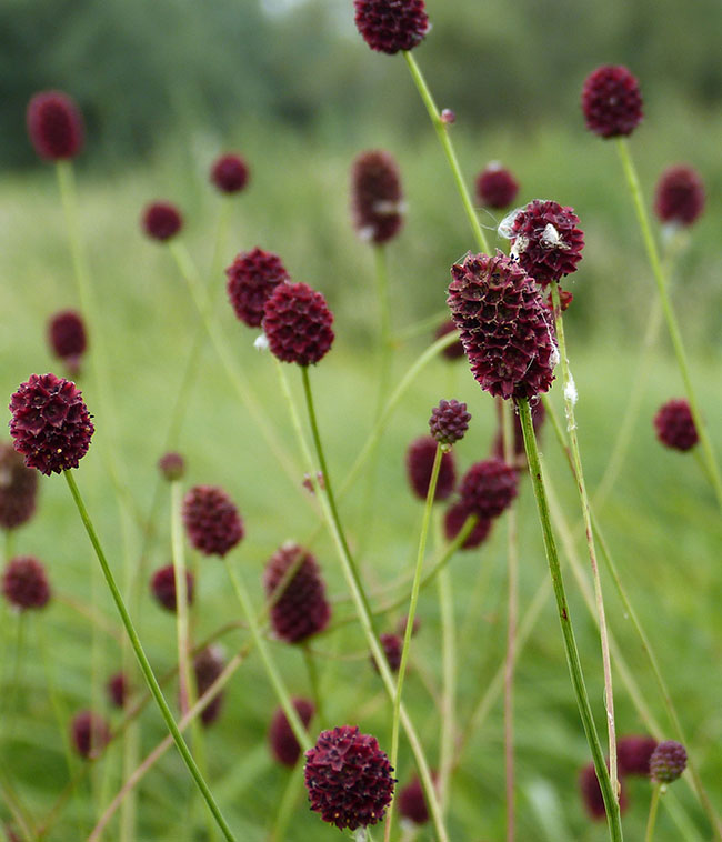 Sanguisorbe officinale.
