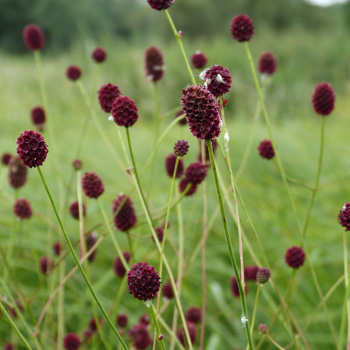 Sanguisorbe officinale.