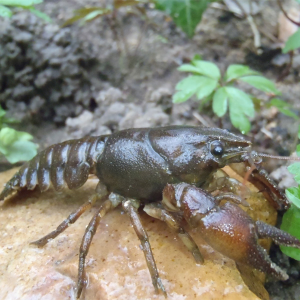 Écrevisse à pattes blanches