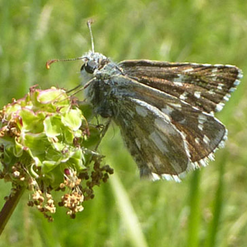Hespérie de l'alchémille