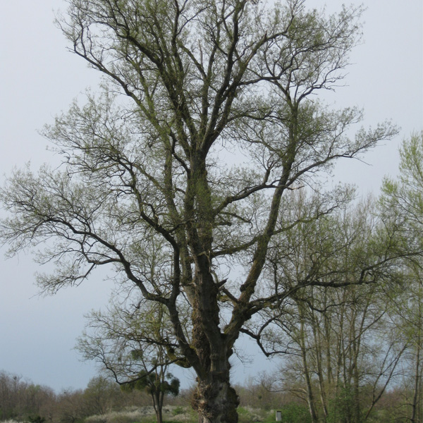 Peuplier noir