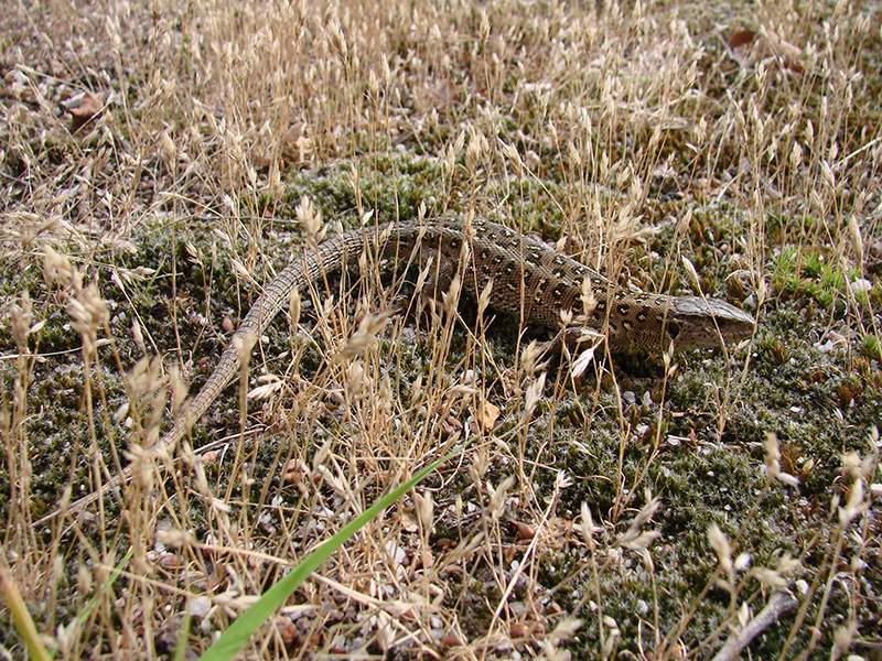 Lézard des souches