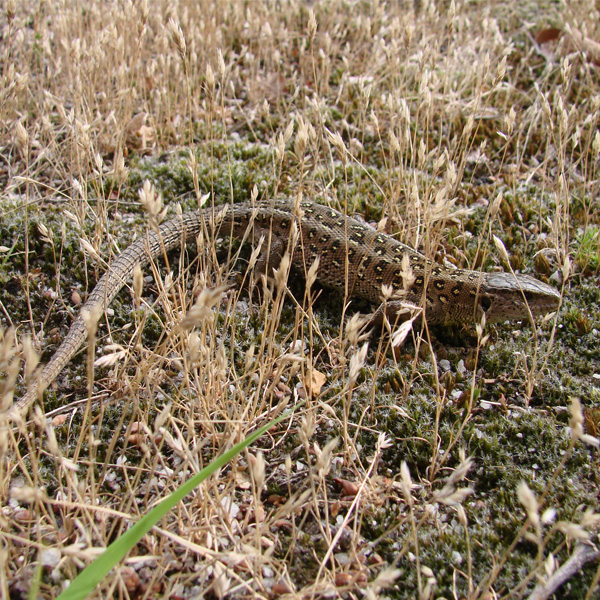 Lézard des souches