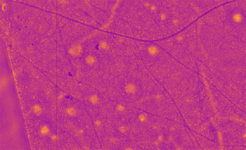 Lidar à Tardonne traité rose