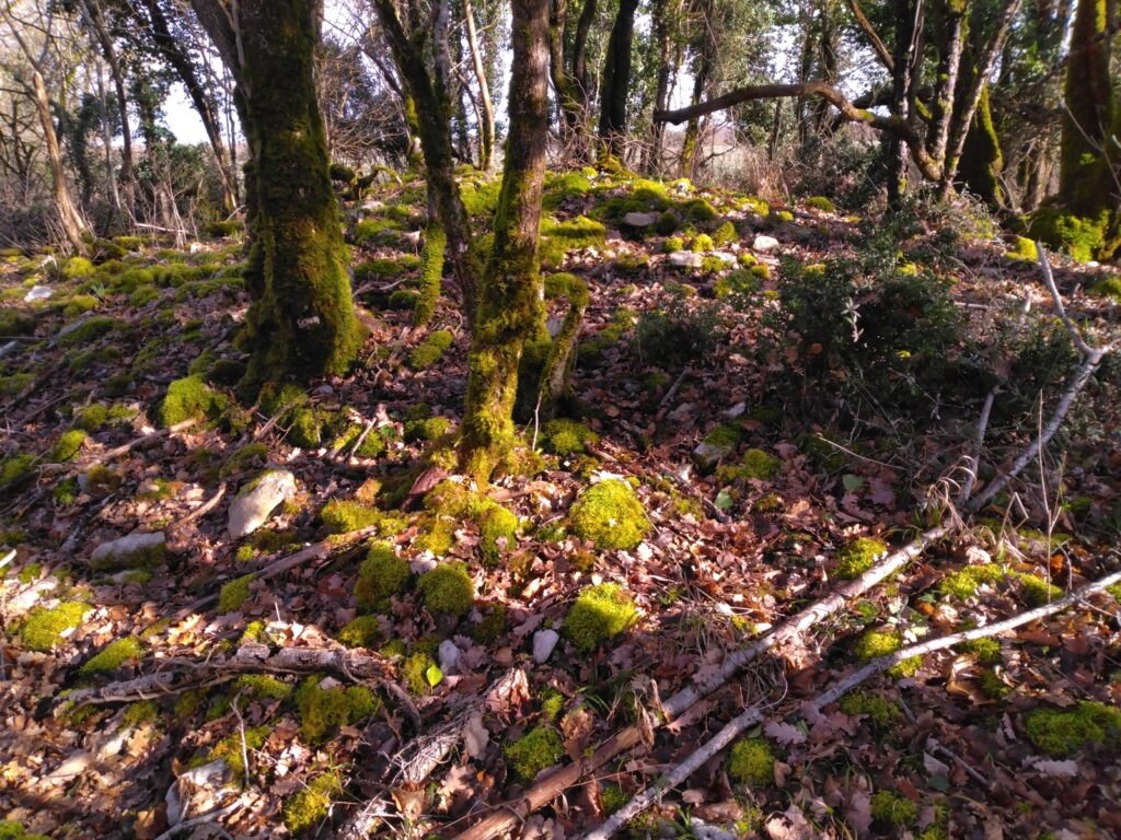 Forêt de Tardonne - Tumulus