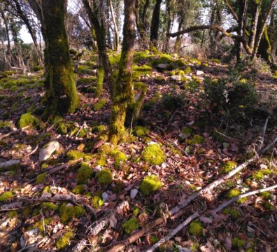 Forêt de Tardonne - Tumulus