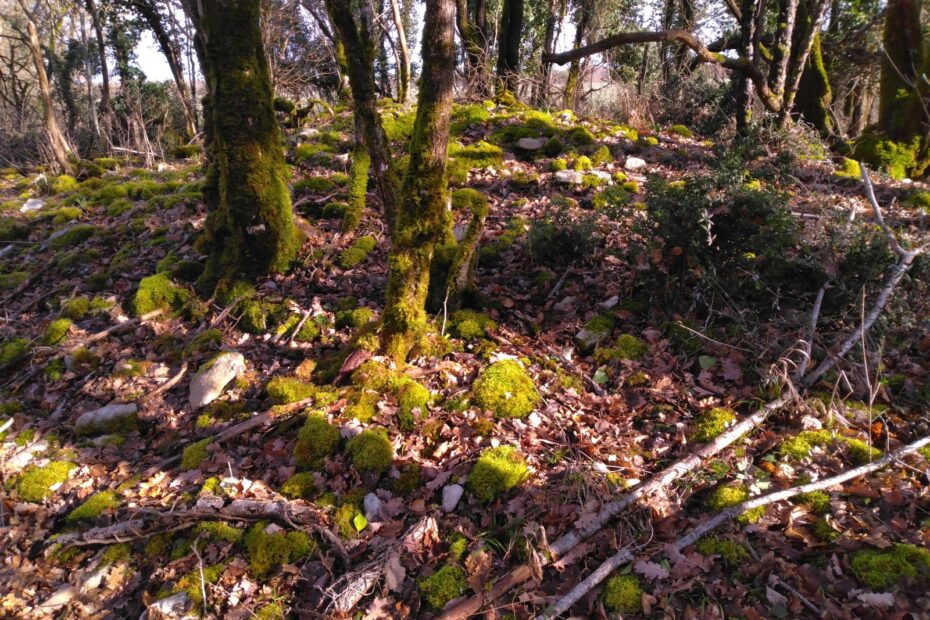 Forêt de Tardonne - Tumulus