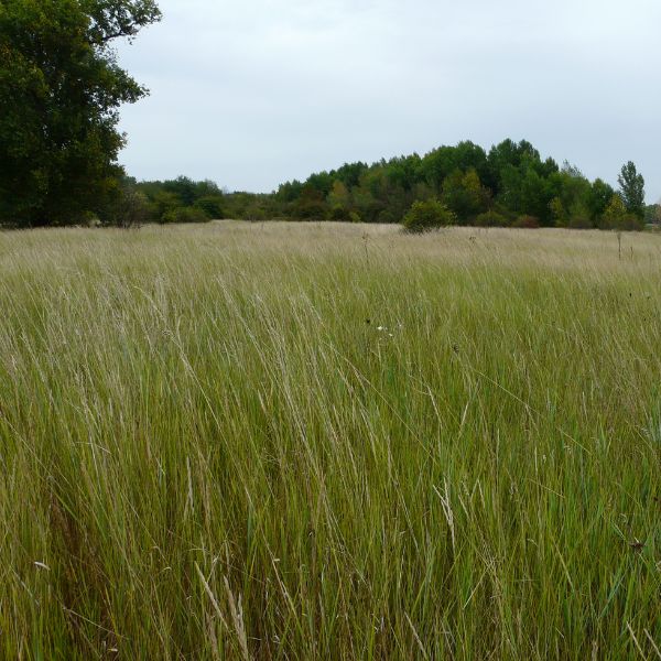Île du Gros Ormeau