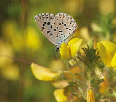 Azure-Serpolet Azuré du Serpolet - ©Rolland Paillat