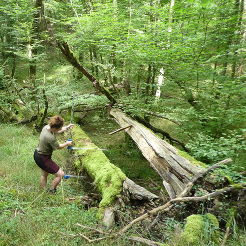 Chenaie_pedonculee_vallons_Pied_Ralu_Foret_Tardonne-(SGR)