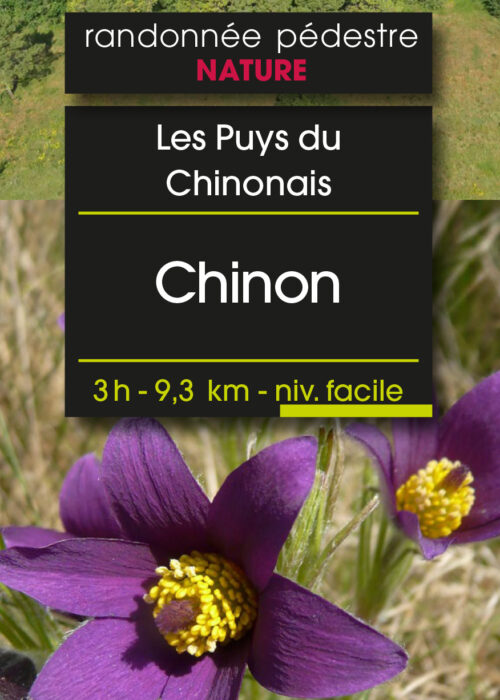 Chinonais_b