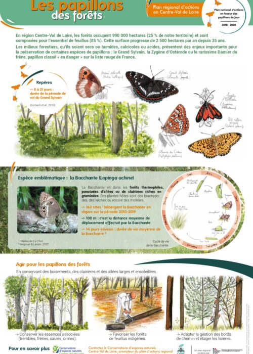 Poster PNA Papillons Foret