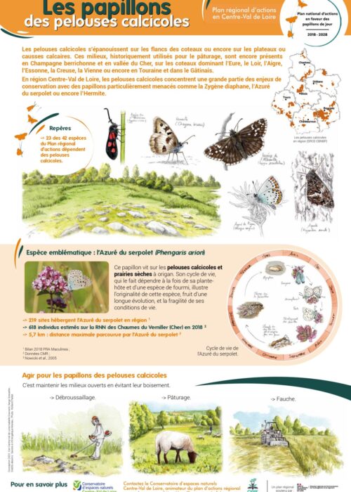 Poster PNA Papillons des Pelouses