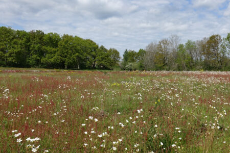 Les Prés Bizet, Cher (18), site préservé par le Conservatoire d'espaces naturels Centre-Val de Loire