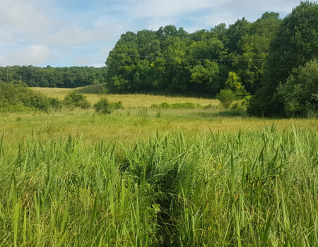 Vallée des Ardouzes, Dordives (45).